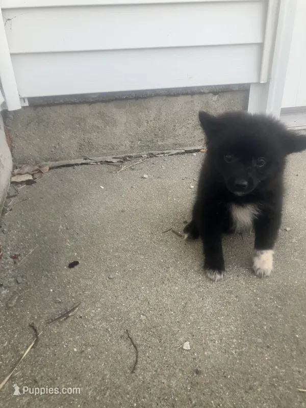 Hason – Pomeranian puppy for sale in Decatur, IN