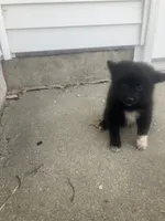 Hason, a male Pomeranian for sale in Decatur, IN – 1 of 3