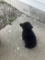 Hason, a male Pomeranian for sale in Decatur, IN – 2 of 3