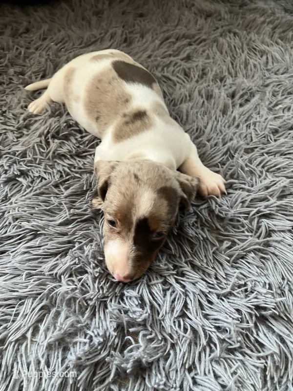 Akc Smoke – Miniature Dachshund puppy for sale in Decatur, IN