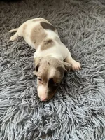 Akc Smoke, a male Miniature Dachshund for sale in Decatur, IN – 1 of 5