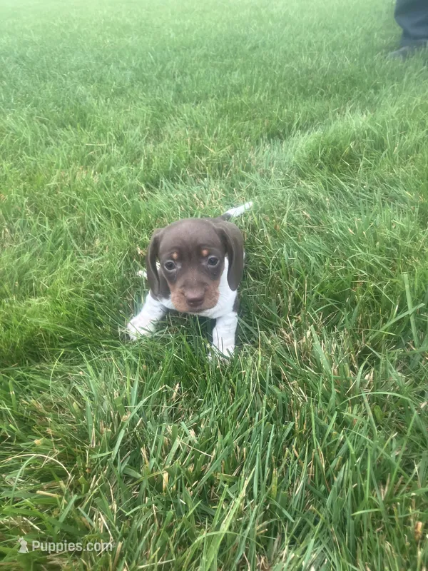 Akc Lisa – Miniature Dachshund puppy for sale in Decatur, IN