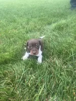 Akc Lisa, a female Miniature Dachshund for sale in Decatur, IN – 1 of 4
