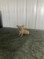 Akc Willis , a male Chihuahua for sale in Decatur, IN – 4 of 5