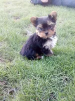 Darla, a female Yorkshire Terrier for sale in Decatur, IN – 2 of 3