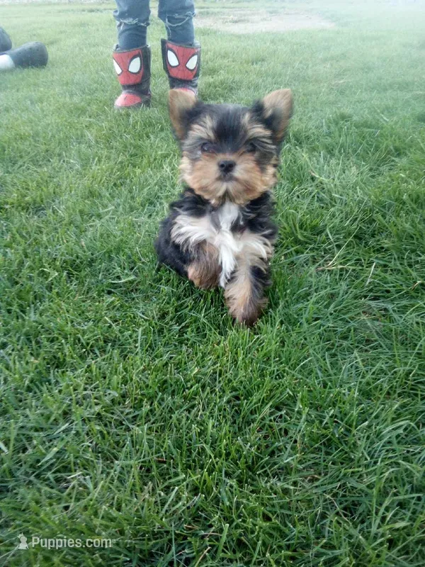 Darla – Yorkshire Terrier puppy for sale in Decatur, IN
