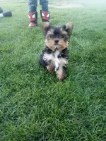 Darla, a female Yorkshire Terrier for sale in Decatur, IN – 1 of 3
