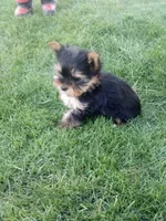 Darla, a female Yorkshire Terrier for sale in Decatur, IN – 3 of 3