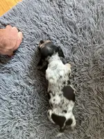 Akc Rose, a female Miniature Dachshund for sale in Decatur, IN – 3 of 6