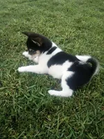 Akc Stacy, a female Shiba Inu for sale in Decatur, IN – 2 of 3
