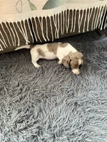Akc Smoke, a male Miniature Dachshund for sale in Decatur, IN – 4 of 5