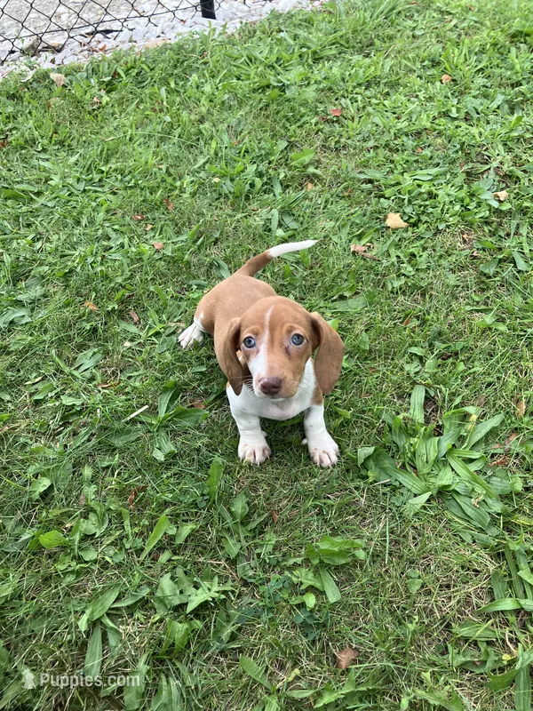 Akc Deloris – Miniature Dachshund puppy for sale in Decatur, IN