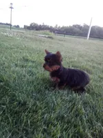 Belle, a female Yorkshire Terrier for sale in Decatur, IN – 2 of 6