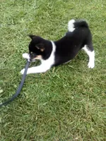 Akc Freddy, a male Shiba Inu for sale in Decatur, IN – 3 of 3