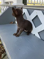 Lydia, a female Chihuahua for sale in Decatur, IN – 3 of 4