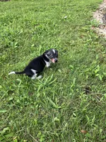 Akc Jack, a male Miniature Dachshund for sale in Decatur, IN – 4 of 5