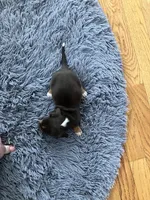 Akc Rhonda, a female Miniature Dachshund for sale in Decatur, IN – Photo 5 of 5