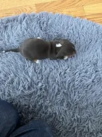 Akc Rhonda, a female Miniature Dachshund for sale in Decatur, IN – Photo 4 of 5