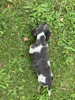 Akc Becca, a female Miniature Dachshund for sale in Decatur, IN – 4 of 5