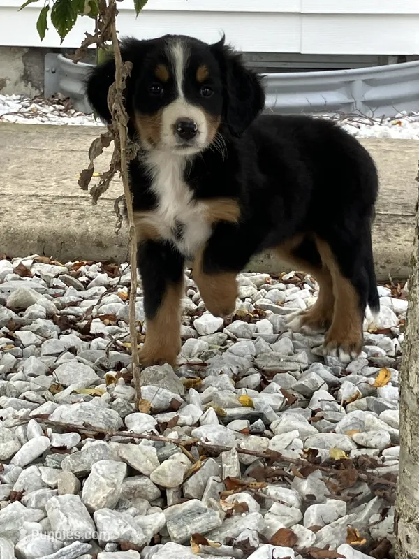 Akc Linda – Bernese Mountain Dog puppy for sale in Decatur, IN
