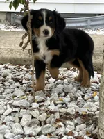 Akc Linda, a female Bernese Mountain Dog for sale in Decatur, IN – 1 of 5
