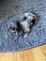 Akc Rose, a female Miniature Dachshund for sale in Decatur, IN – 4 of 6