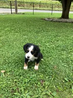 Akc Ranger, a male Bernese Mountain Dog for sale in Decatur, IN – 2 of 5