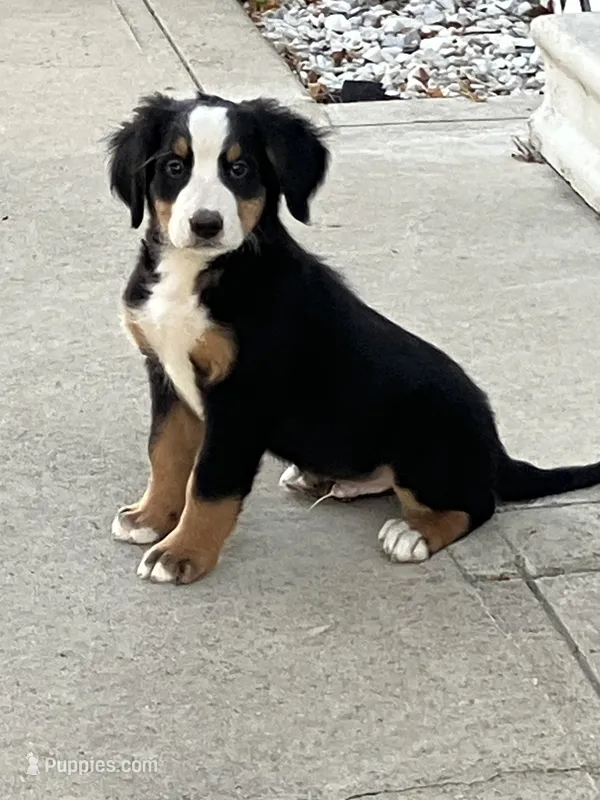 Akc Dan  – Bernese Mountain Dog puppy for sale in Decatur, IN