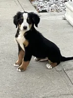 Akc Dan , a female Bernese Mountain Dog for sale in Decatur, IN – 1 of 6