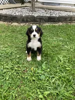 Akc Melissa, a female Bernese Mountain Dog for sale in Decatur, IN – 6 of 6