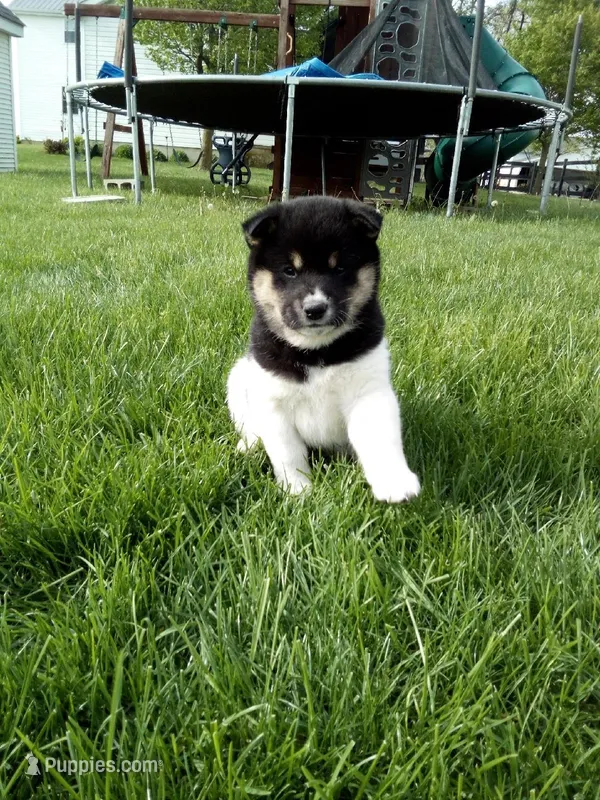 Tyson – Shiba Inu puppy for sale in Decatur, IN
