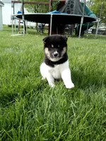 Tyson, a male Shiba Inu for sale in Decatur, IN – 1 of 5