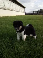 Tyson, a male Shiba Inu for sale in Decatur, IN – 5 of 5