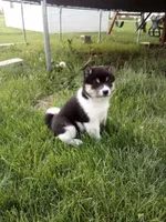 Tyson, a male Shiba Inu for sale in Decatur, IN – 3 of 5
