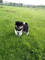 Tyson, a male Shiba Inu for sale in Decatur, IN – 4 of 5