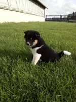 Tyson, a male Shiba Inu for sale in Decatur, IN – 2 of 5