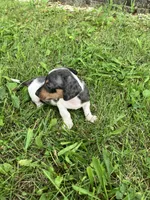 Akc Debra, a male Miniature Dachshund for sale in Decatur, IN – 5 of 5