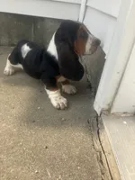 Libby, a female Basset Hound for sale in Decatur, IN – 3 of 3