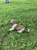 Akc Leo, a male Miniature Dachshund for sale in Decatur, IN – 2 of 6
