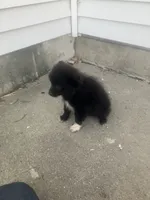 Hason, a male Pomeranian for sale in Decatur, IN – 3 of 3