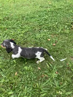 Akc Becca, a female Miniature Dachshund for sale in Decatur, IN – 2 of 5
