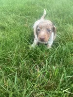 Akc Jenny, a female Miniature Dachshund for sale in Decatur, IN – 2 of 4