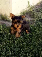 Mark, a female Yorkshire Terrier for sale in Decatur, IN – 3 of 4