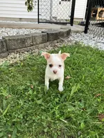 Akc Marie, a female Chihuahua for sale in Decatur, IN – 4 of 5