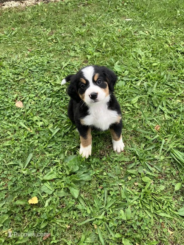 Akc Melissa – Bernese Mountain Dog puppy for sale in Decatur, IN
