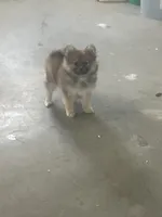 Panda, a female Pomeranian for sale in Decatur, IN – 2 of 5