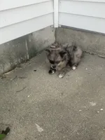 Jake, a male Pomeranian for sale in Decatur, IN – 3 of 5