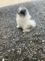 Akc Cutie, a male Pomeranian for sale in Decatur, IN – 5 of 6