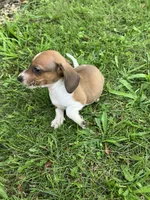 Akc Leo, a male Miniature Dachshund for sale in Decatur, IN – 4 of 6