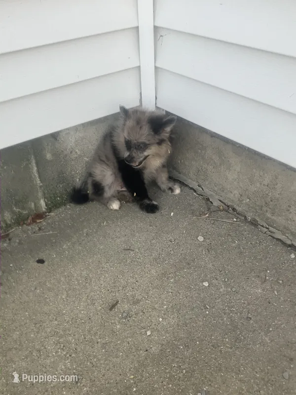 Jake – Pomeranian puppy for sale in Decatur, IN